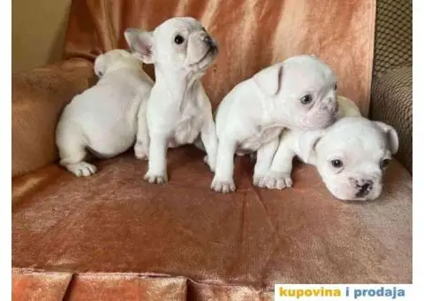 Na prodaju plavooki stenci francuskog buldoga - 1/14