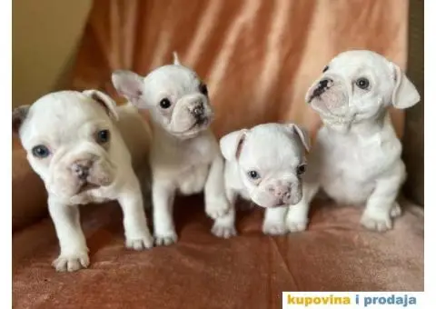 Na prodaju plavooki stenci francuskog buldoga - 2/14