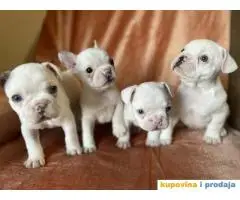 Na prodaju plavooki stenci francuskog buldoga