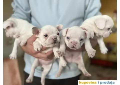 Na prodaju plavooki stenci francuskog buldoga - 3/14