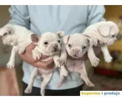 Na prodaju plavooki stenci francuskog buldoga