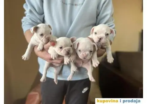 Na prodaju plavooki stenci francuskog buldoga - 4/14