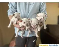 Na prodaju plavooki stenci francuskog buldoga