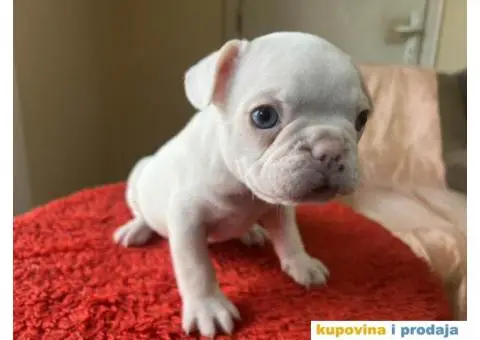 Na prodaju plavooki stenci francuskog buldoga - 5/14