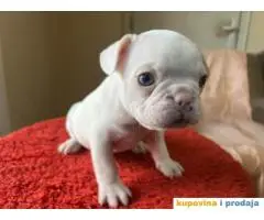 Na prodaju plavooki stenci francuskog buldoga