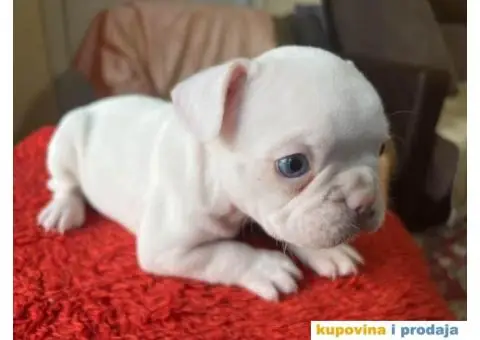 Na prodaju plavooki stenci francuskog buldoga - 6/14