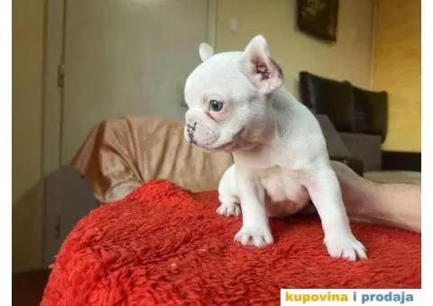 Na prodaju plavooki stenci francuskog buldoga - 7/14