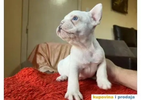 Na prodaju plavooki stenci francuskog buldoga - 8/14