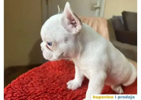 Na prodaju plavooki stenci francuskog buldoga - 9/14