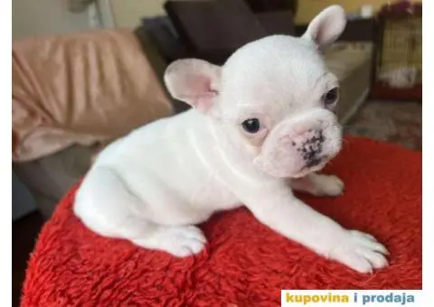 Na prodaju plavooki stenci francuskog buldoga - 10/14