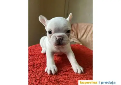 Na prodaju plavooki stenci francuskog buldoga - 11/14