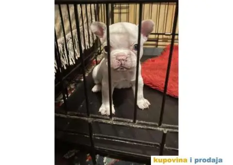 Na prodaju plavooki stenci francuskog buldoga - 12/14