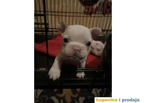 Na prodaju plavooki stenci francuskog buldoga - 13/14