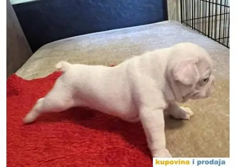 Na prodaju plavooki stenci francuskog buldoga - 14/14