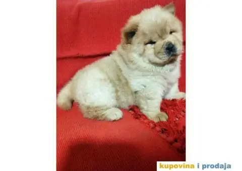 Čau Čau štene - 1/10