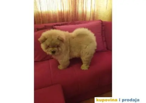 Čau Čau štene - 3/10