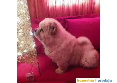 Čau Čau štene - 4/10