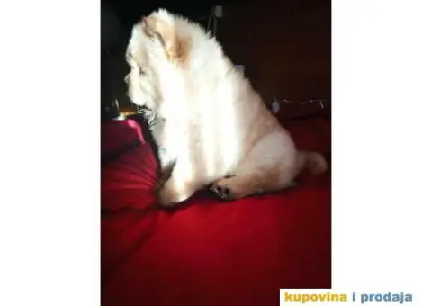 Čau Čau štene - 5/10