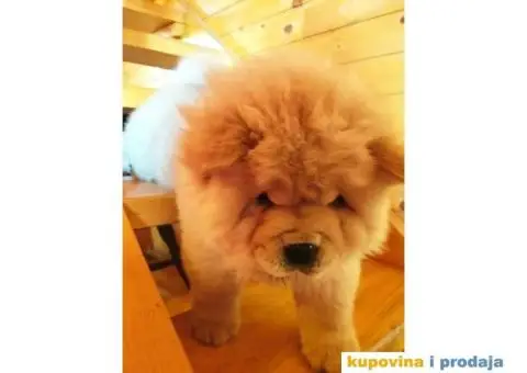 Čau Čau štene - 6/10