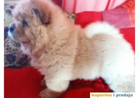 Čau Čau štene - 7/10