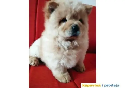 Čau Čau štene - 8/10
