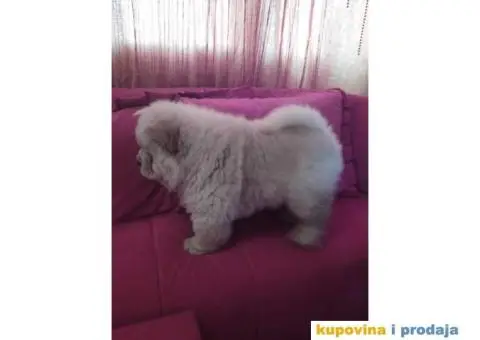 Čau Čau štene - 9/10