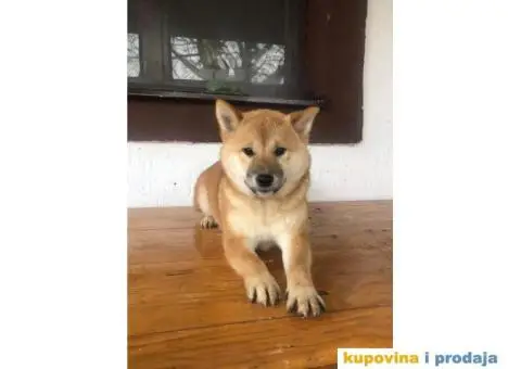 Shiba inu stenci - 1/5