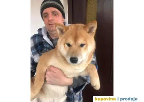 Shiba inu stenci - 2/5