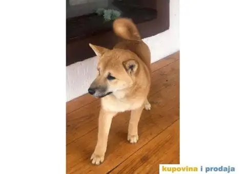 Shiba inu stenci - 3/5
