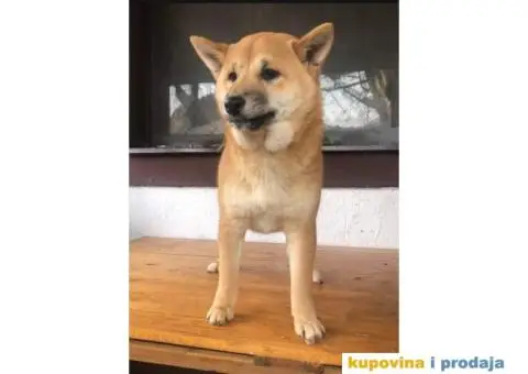 Shiba inu stenci - 4/5