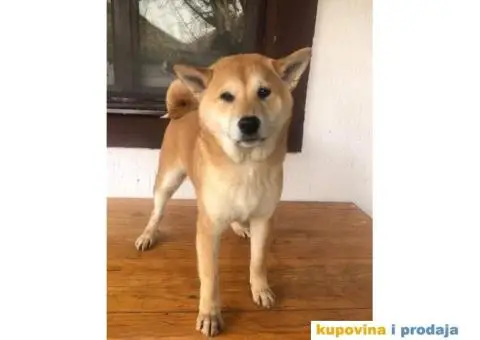 Shiba inu stenci - 5/5