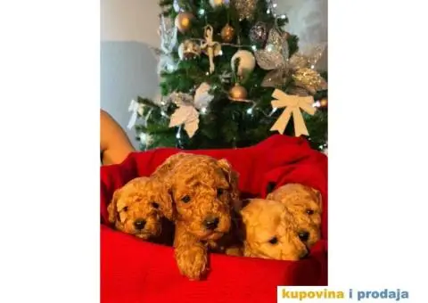 PATULJASTE PUDLE idealan trenutak da početak Nove Godine - 1/9