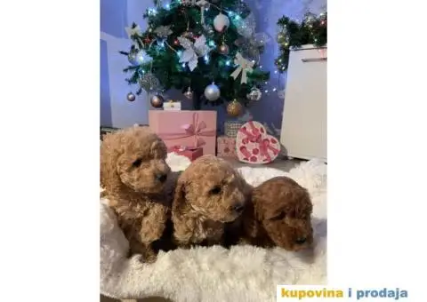 PATULJASTE PUDLE idealan trenutak da početak Nove Godine - 2/9