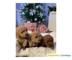 PATULJASTE PUDLE idealan trenutak da početak Nove Godine