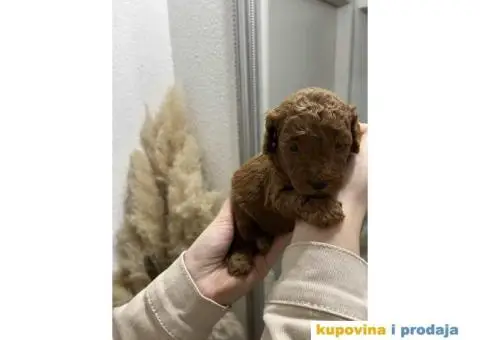 PATULJASTE PUDLE idealan trenutak da početak Nove Godine - 3/9