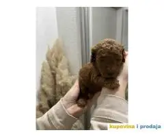 PATULJASTE PUDLE idealan trenutak da početak Nove Godine