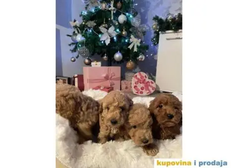 PATULJASTE PUDLE idealan trenutak da početak Nove Godine - 4/9