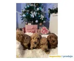 PATULJASTE PUDLE idealan trenutak da početak Nove Godine