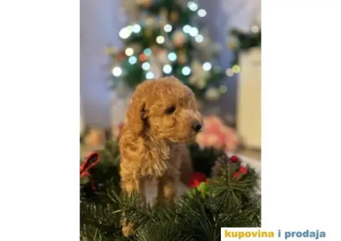 PATULJASTE PUDLE idealan trenutak da početak Nove Godine - 5/9