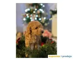 PATULJASTE PUDLE idealan trenutak da početak Nove Godine