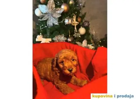 PATULJASTE PUDLE idealan trenutak da početak Nove Godine - 6/9