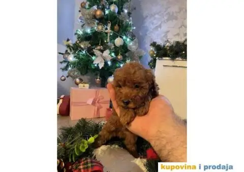 PATULJASTE PUDLE idealan trenutak da početak Nove Godine - 7/9