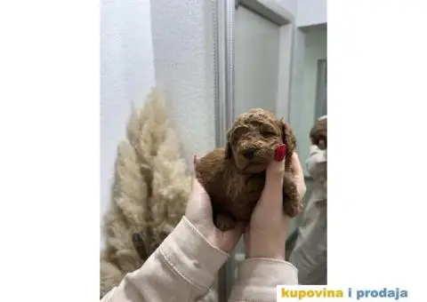 PATULJASTE PUDLE idealan trenutak da početak Nove Godine - 8/9