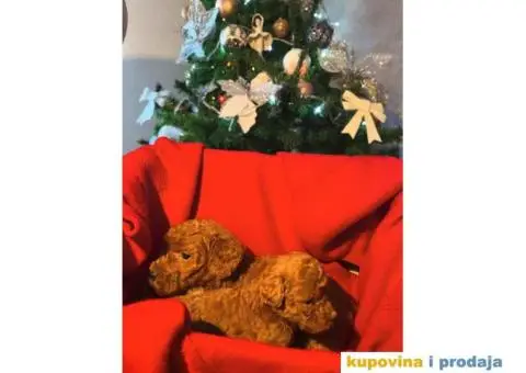 PATULJASTE PUDLE idealan trenutak da početak Nove Godine - 9/9