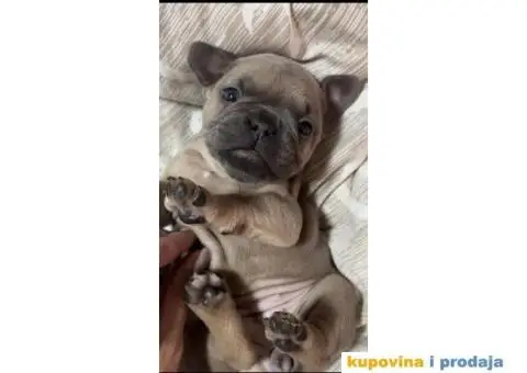 Francuski Buldog Standard i Exotic - 1/7