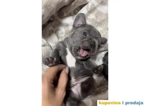 Francuski Buldog Standard i Exotic - 2/7