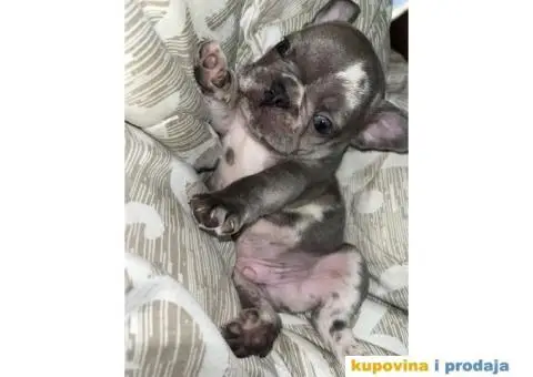 Francuski Buldog Standard i Exotic - 3/7