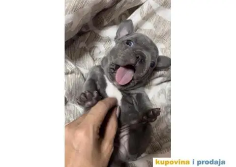 Francuski Buldog Standard i Exotic - 4/7