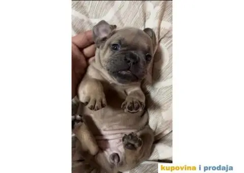 Francuski Buldog Standard i Exotic - 5/7