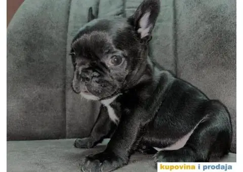 Francuski Buldog Standard i Exotic - 6/7